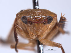 Gypona comella