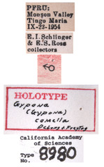 Gypona comella