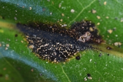 Cephaleuros parasiticus