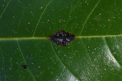 Cephaleuros parasiticus