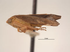 Gypona nupera