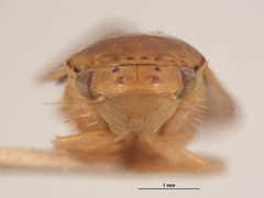 Gypona nupera