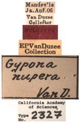 Gypona nupera