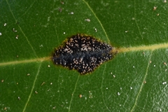 Cephaleuros parasiticus