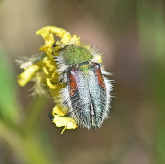 Pygopleurus apicalis
