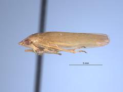 Gypona denera