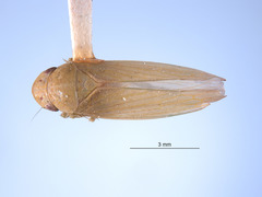Gypona denera