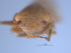 Gypona denera