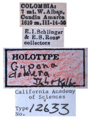Gypona denera