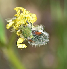 Pygopleurus apicalis