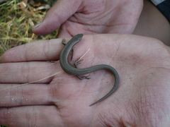 Ablepharus deserti