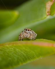 Maratus albus
