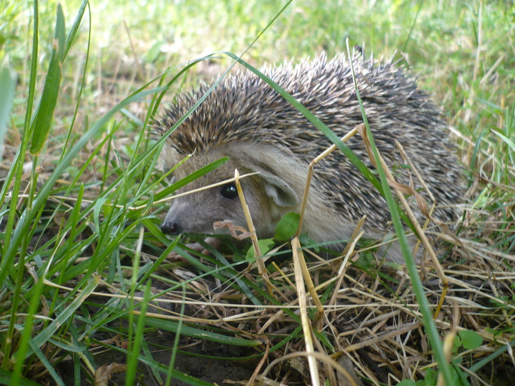 Long-eared Hedgehog