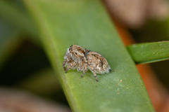 Maratus albus