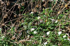 Spermestes bicolor nigriceps