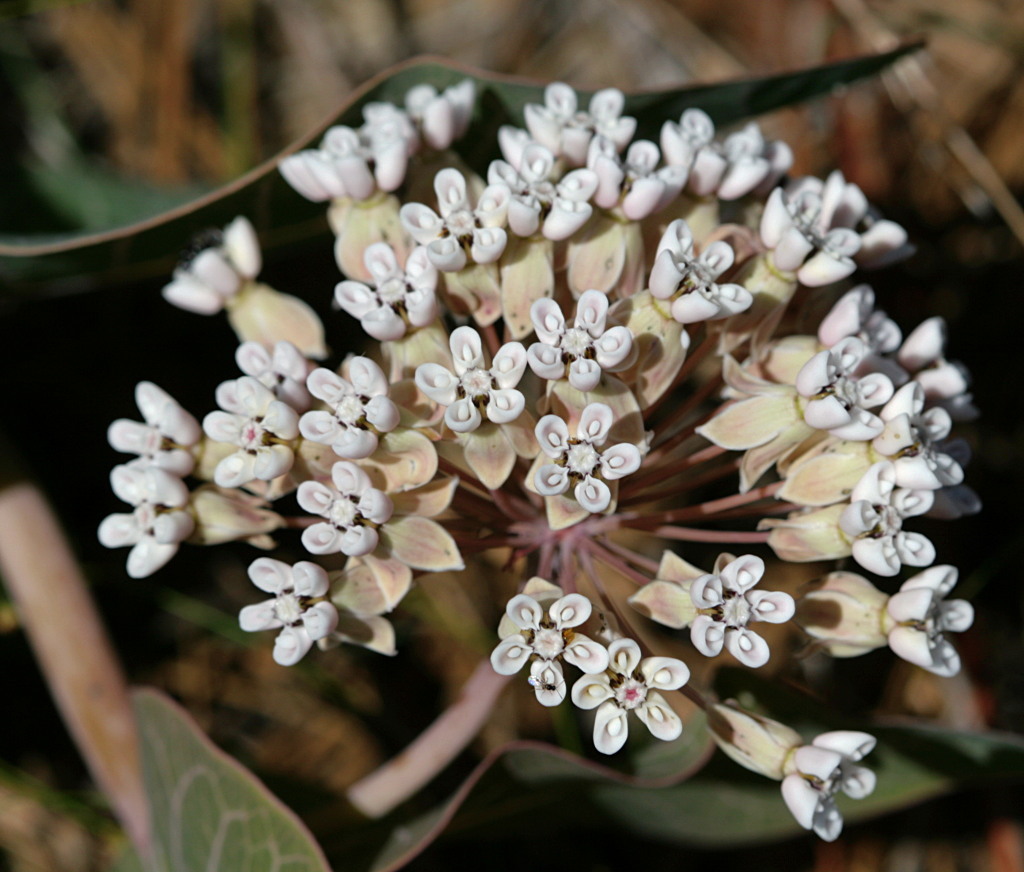 Asclepias humistrata