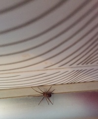Steatoda grossa