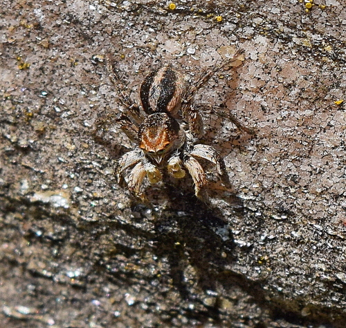 V-Signed Jumping Spider