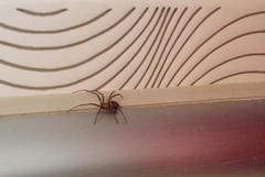 Steatoda grossa