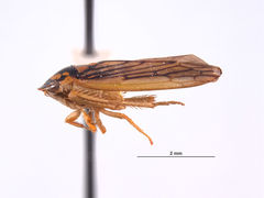 Gypona secura