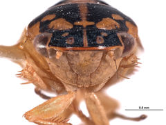 Gypona secura