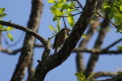 Gymnoris superciliaris