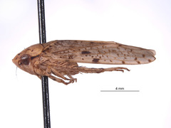 Nullana alera