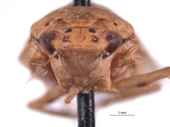 Nullana alera