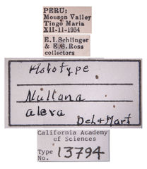 Nullana alera