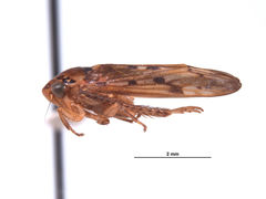 Ponana anepa