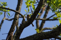 Gymnoris superciliaris