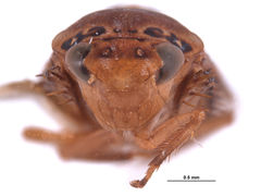 Ponana anepa