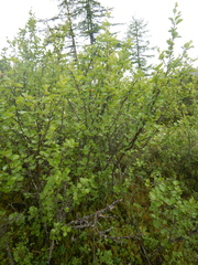 Betula divaricata