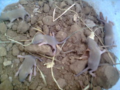 Mus musculus