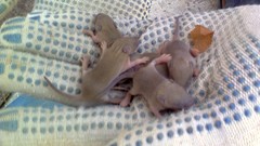 Mus musculus