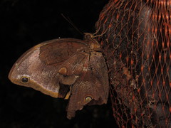Catoblepia xanthicles