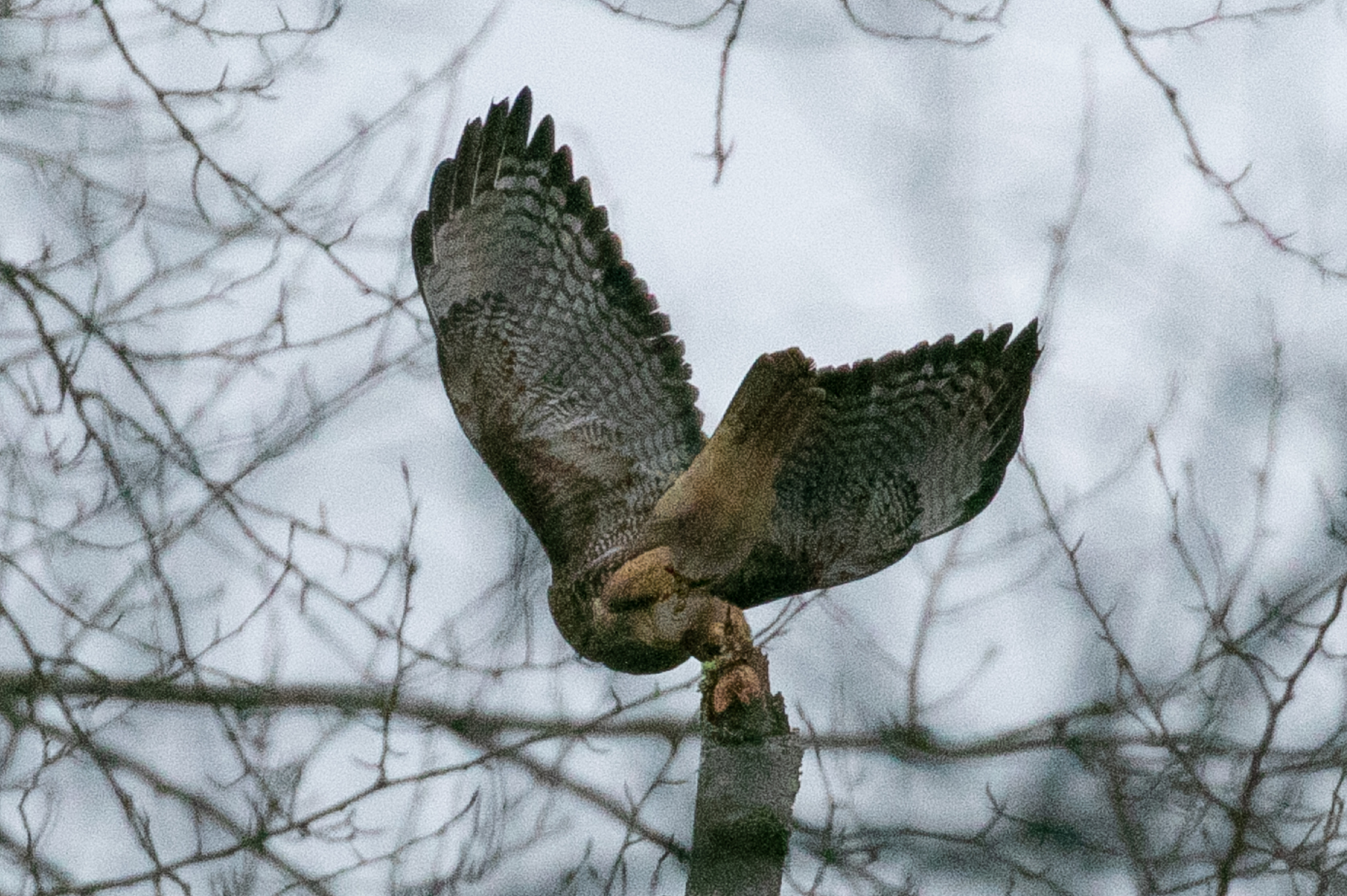 Red-tailed Hawk