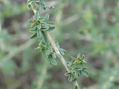 Adenocarpus complicatus