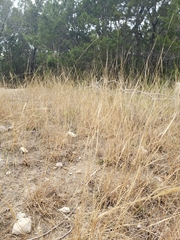 Sporobolus compositus