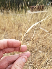 Sporobolus compositus