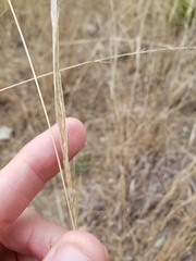 Sporobolus compositus