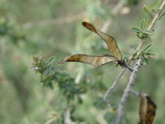 Adenocarpus complicatus