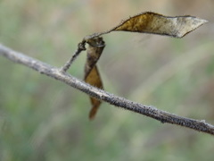 Adenocarpus complicatus
