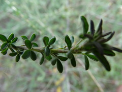 Adenocarpus complicatus
