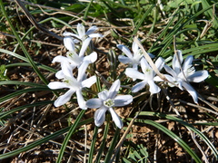 Androstephium coeruleum