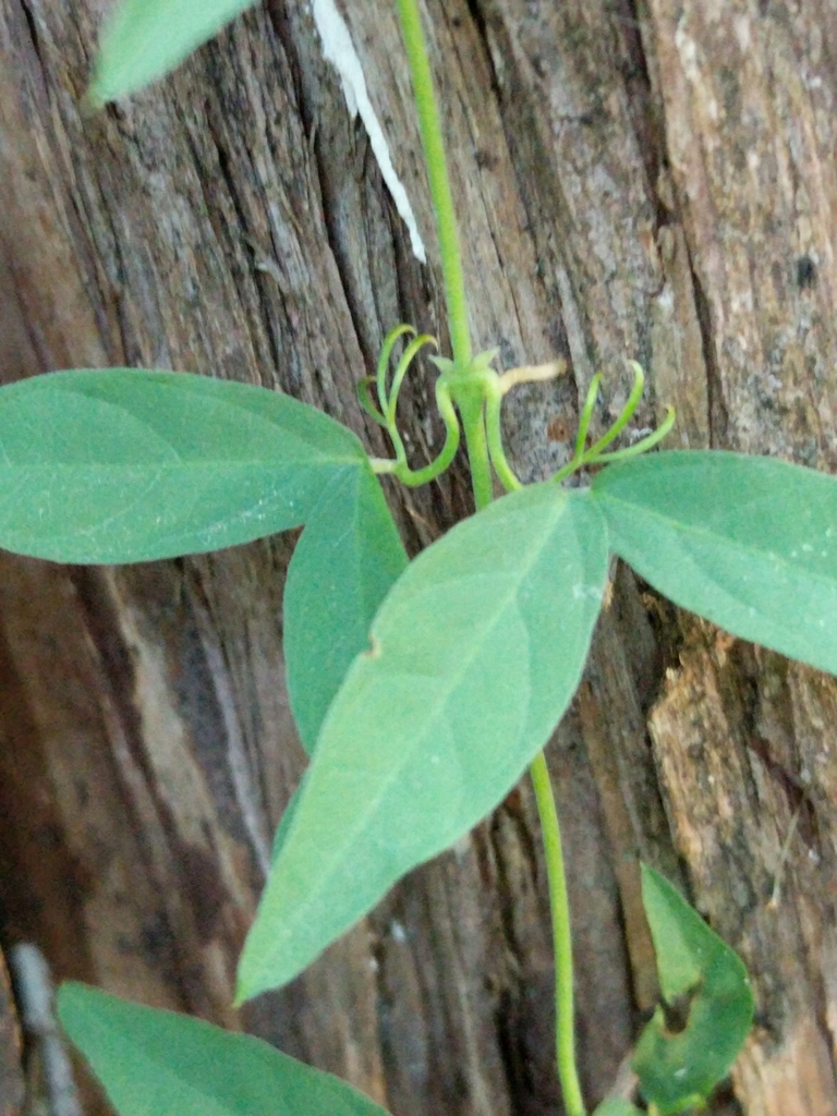 Catclaw vine (Invasive Species of Texas) · iNaturalist