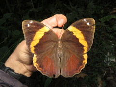 Catoblepia xanthus