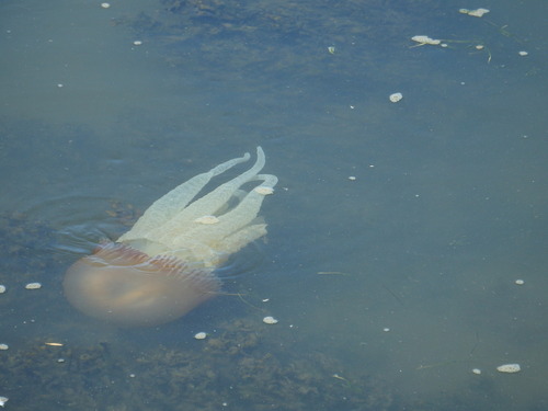 Jelly Blubber