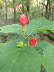 Malvaviscus arboreus drummondii