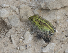 Pyxicephalus adspersus